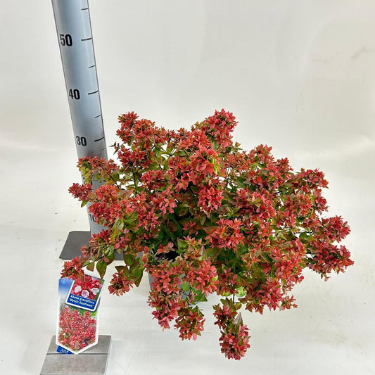 Abelia grandiflora Mystic Daydream 25-30, C3