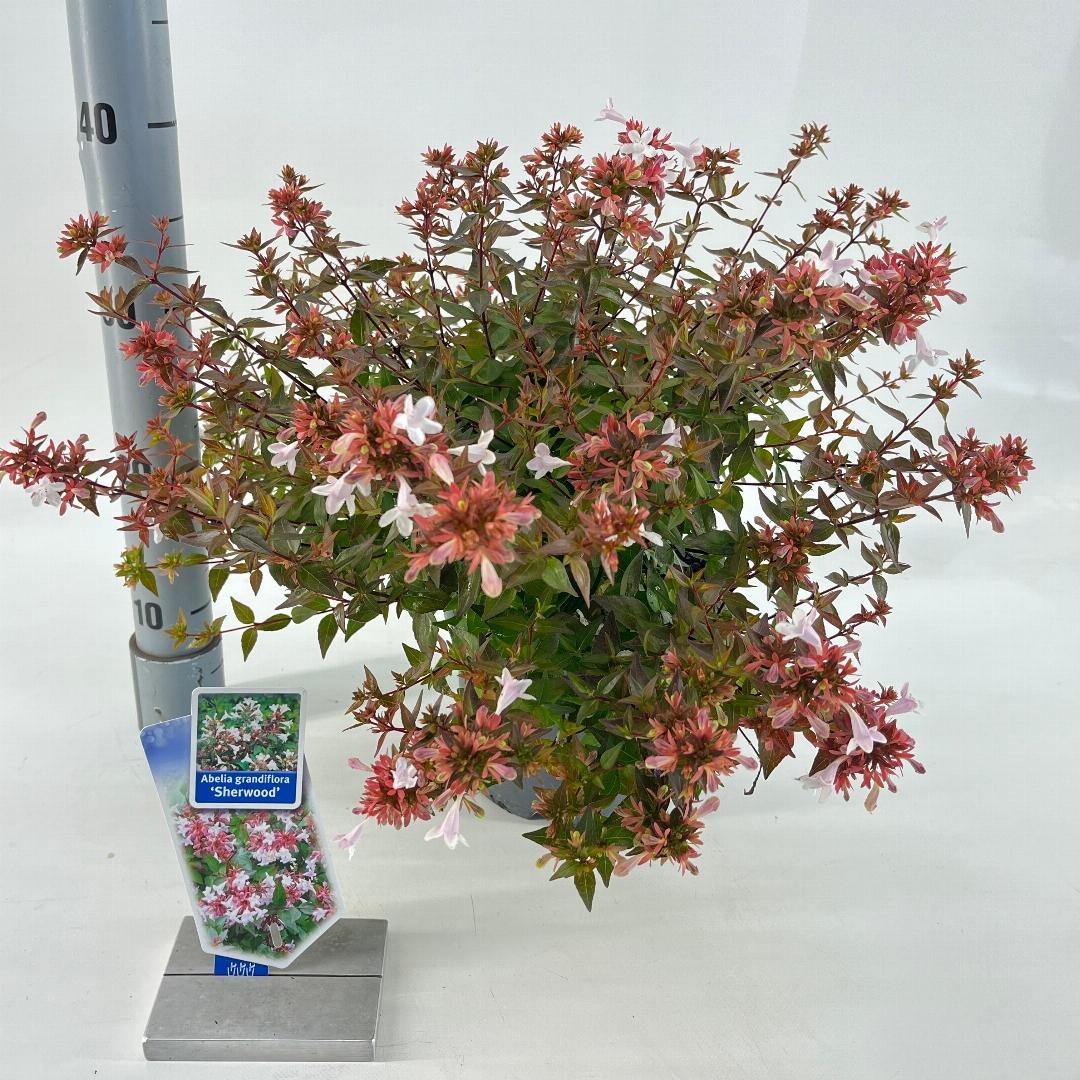 Abelia grandiflora Sherwood 25-30, C3