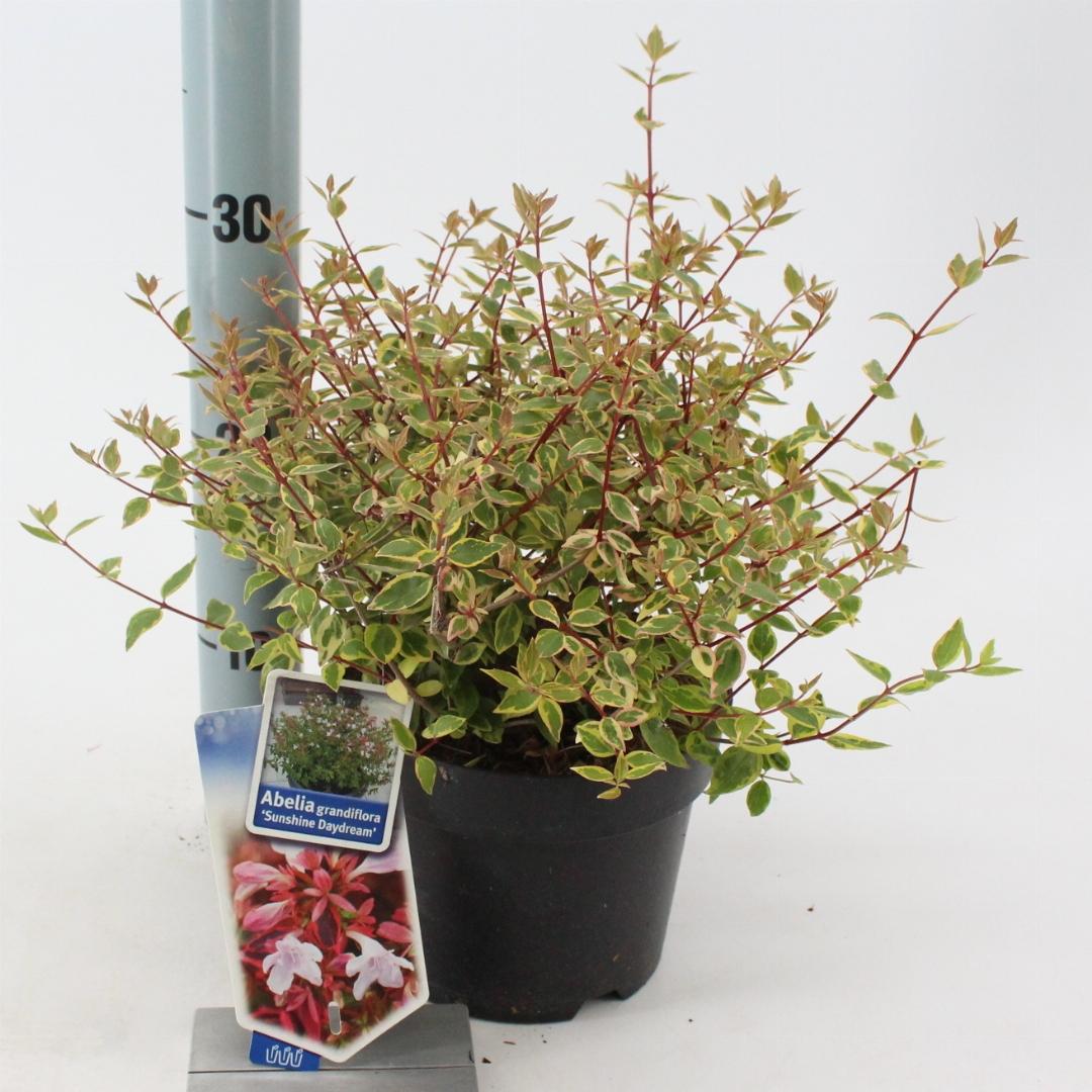 Abelia grandiflora Sunshine Daydream 25-30, C2