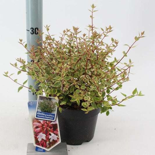 Abelia grandiflora Sunshine Daydream 25-30, C2