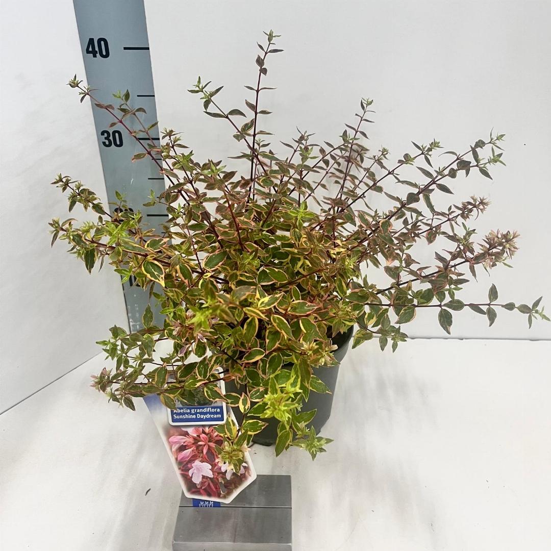 Abelia grandiflora Sunshine Daydream 25-30, C3