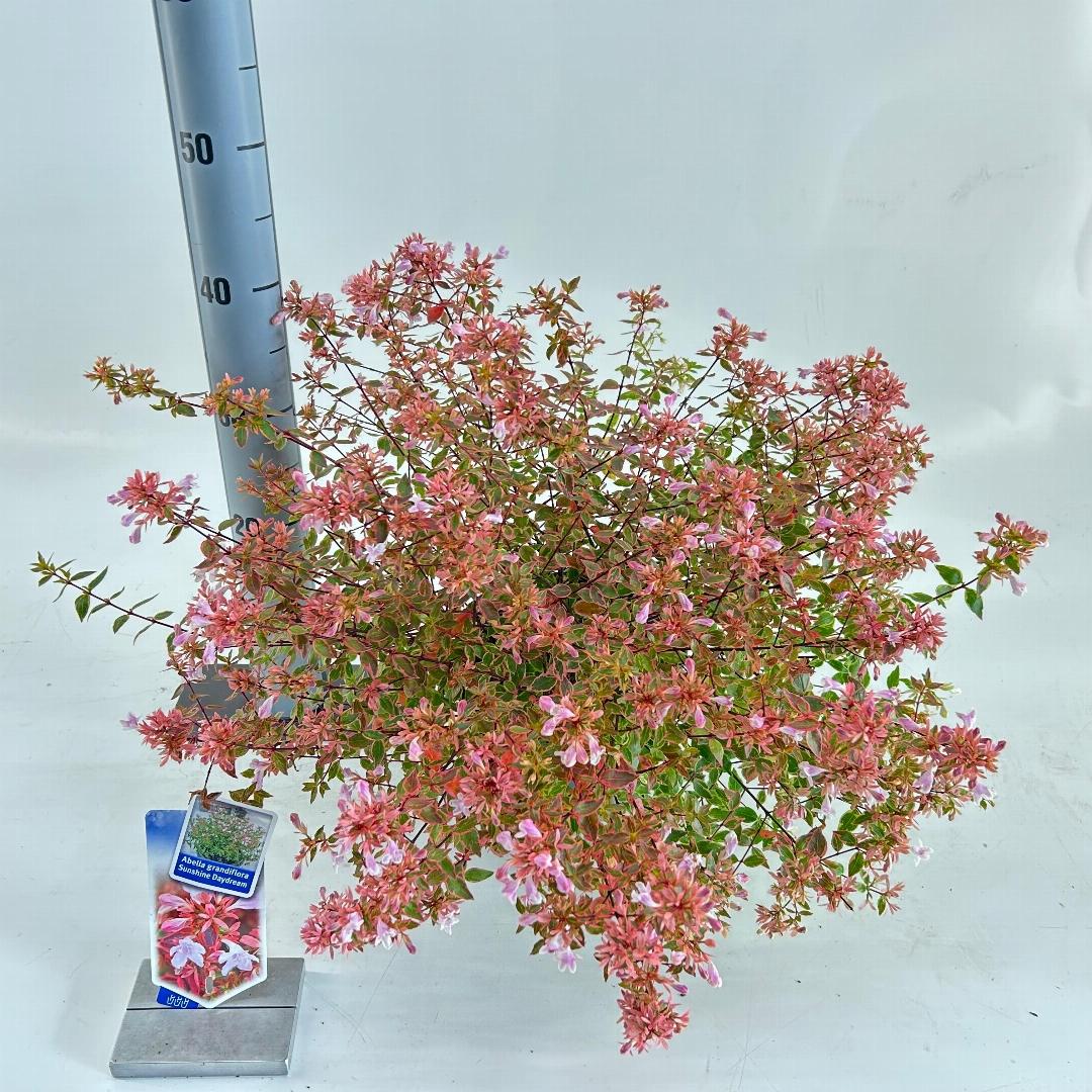 Abelia grandiflora Sunshine Daydream 25-30, C3