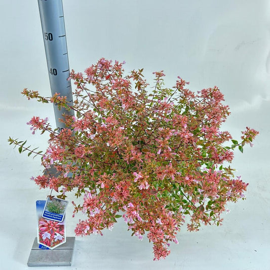 Abelia grandiflora Sunshine Daydream 25-30, C3