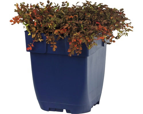 Acaena microphylla - Kupferteppich p11