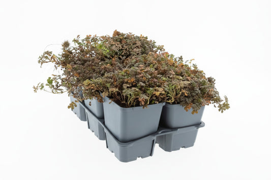 Acaena microphylla 'Kupferteppich' P9
