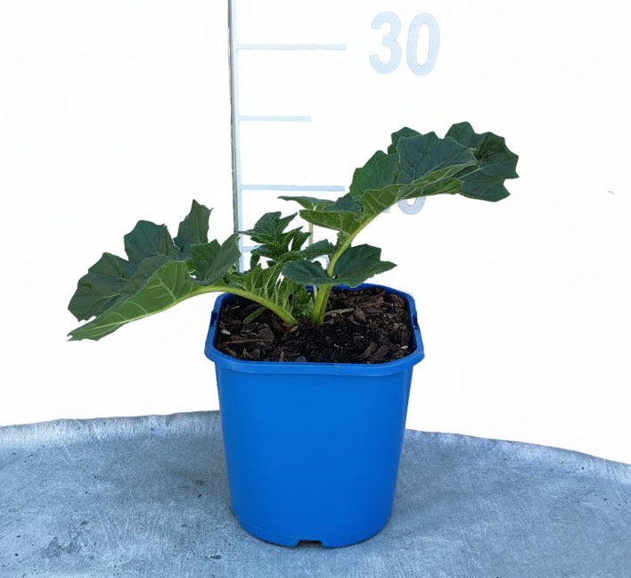 Acanthus mollis p11