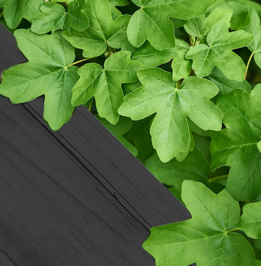 Acer campestre blote wortel - Veldesdoorn 40-60cm per 25 stuks