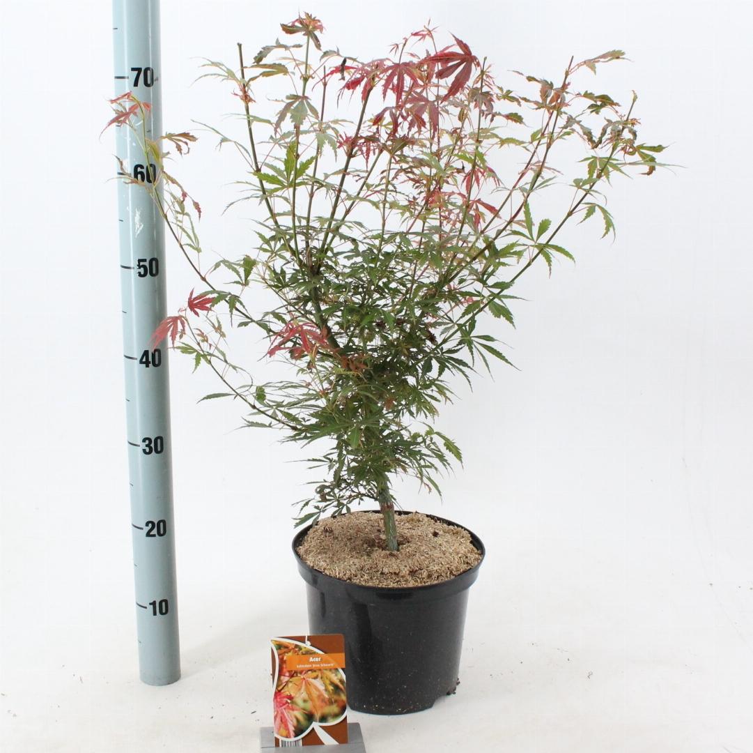 Acer palmatum Jerre Schwartz 50-60, C3