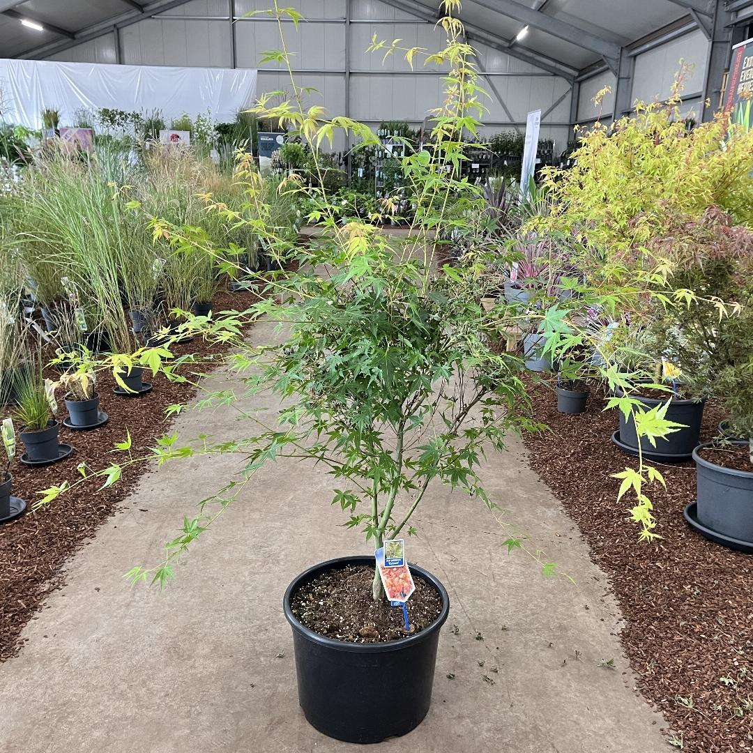Acer palmatum Katsura 125-150, C35