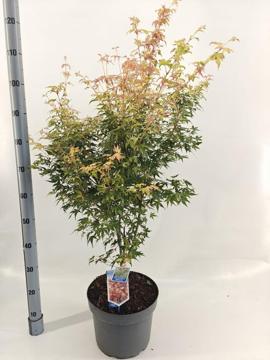 Acer palmatum Katsura 60-70, C10