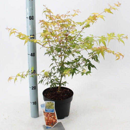 Acer palmatum Katsura 40-50, C3