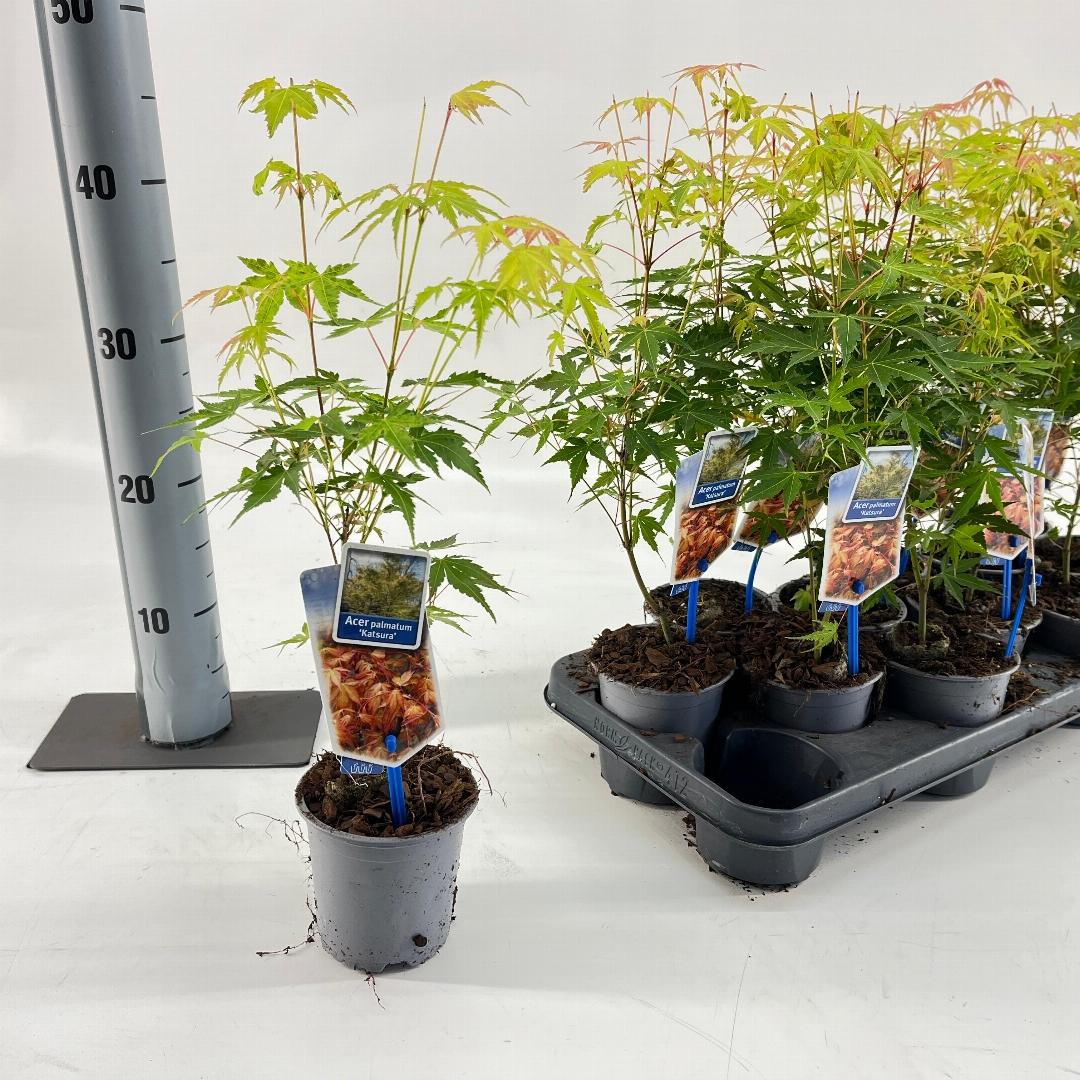 Acer palmatum Katsura 25-30, P10,5