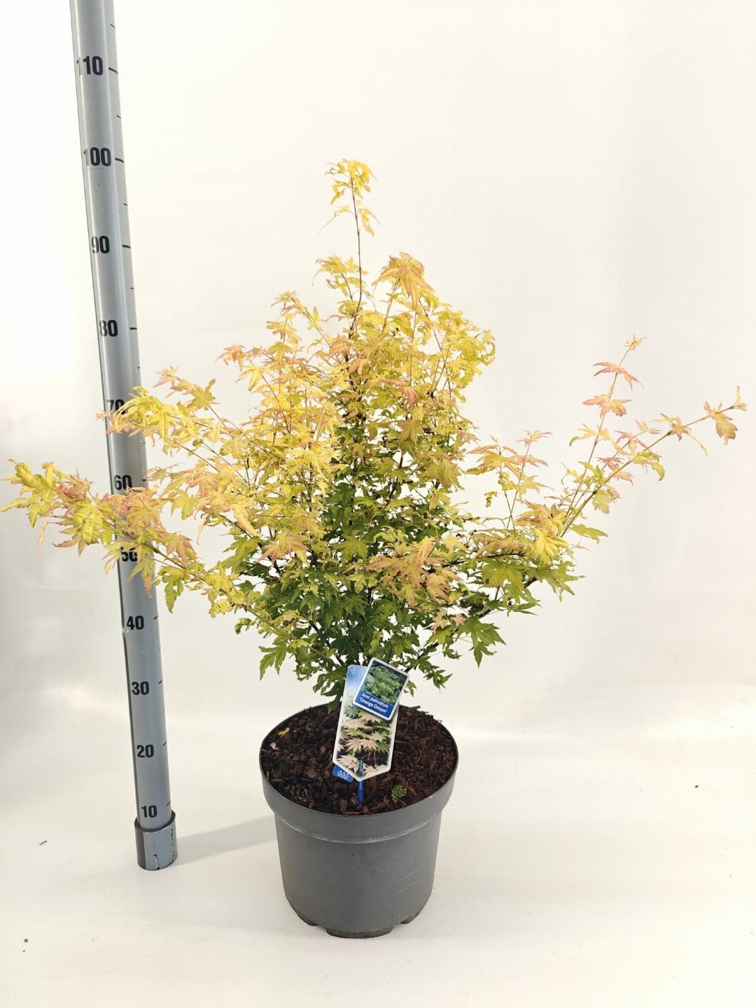 Acer palmatum Orange Dream 80-100, C10