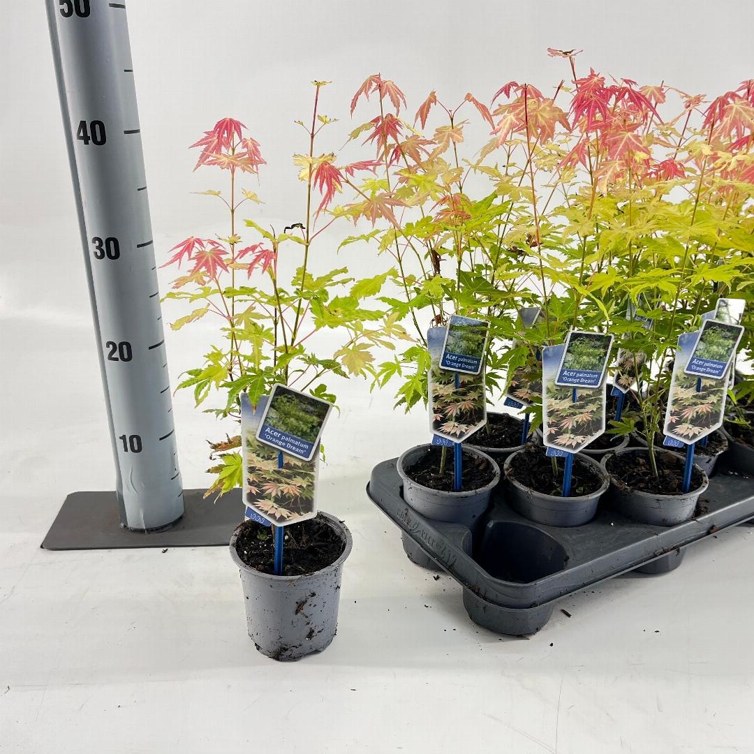 Acer palmatum Orange Dream 25-30, P10,5