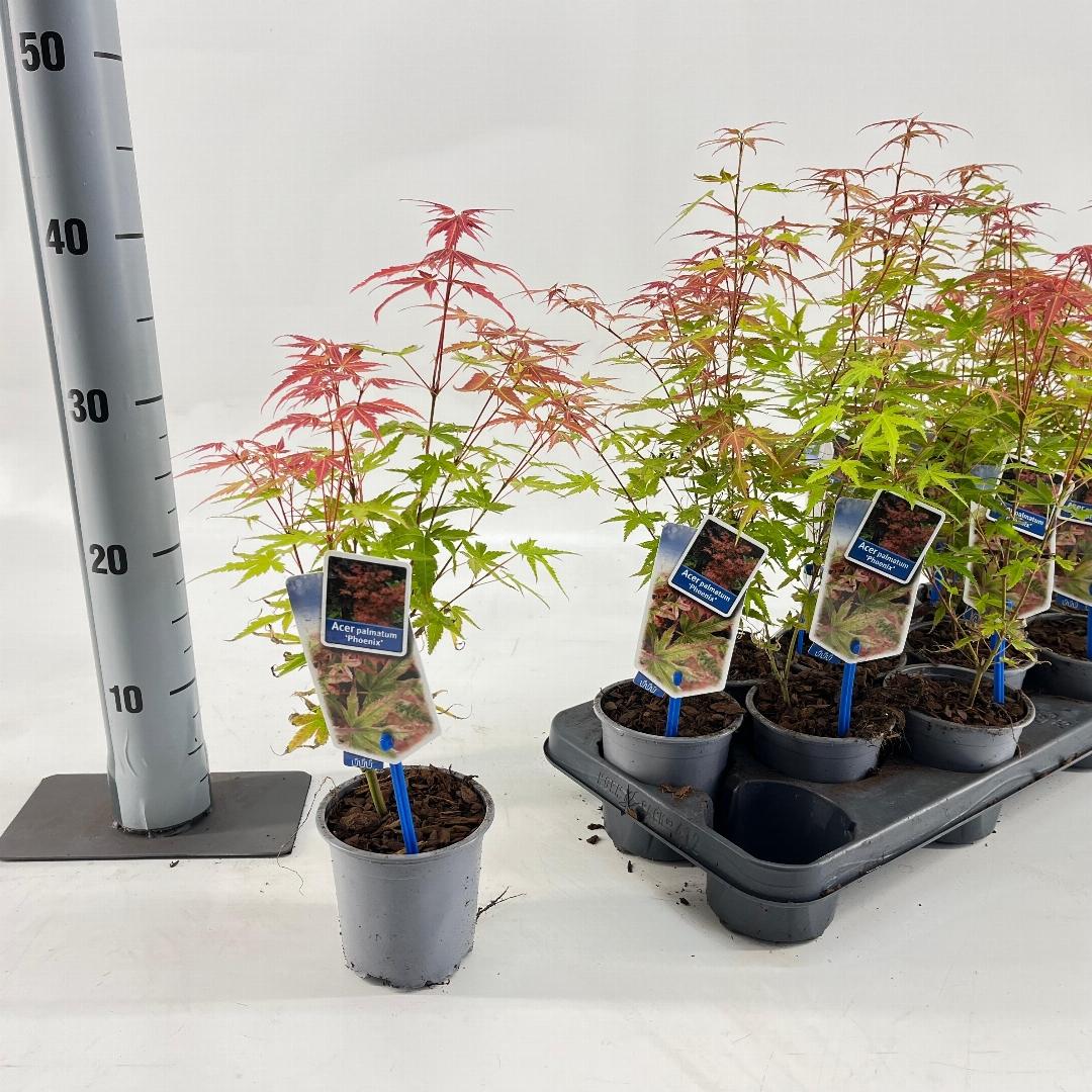 Acer palmatum Phoenix 25-30, P10,5