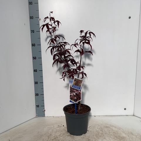 Acer palmatum Red Emperor 60+, C3
