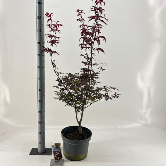 Acer palmatum Red Emperor 80-100, C10