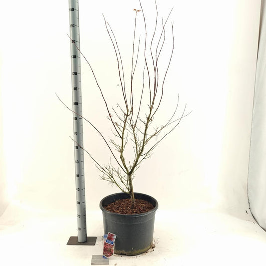 Acer palmatum Red Pygmy 100-120, C35