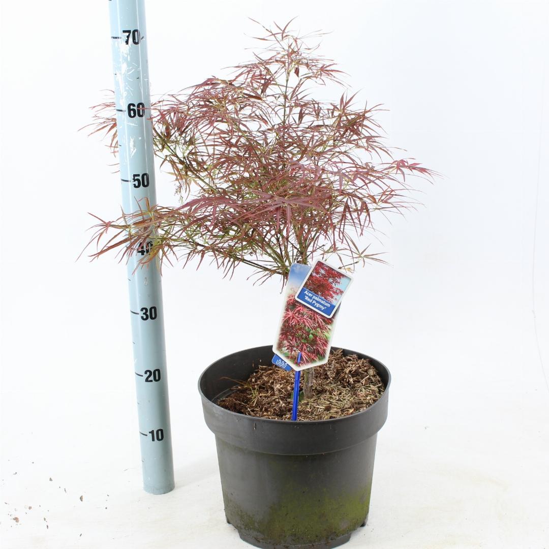 Acer palmatum Red Pygmy 40-50, C10