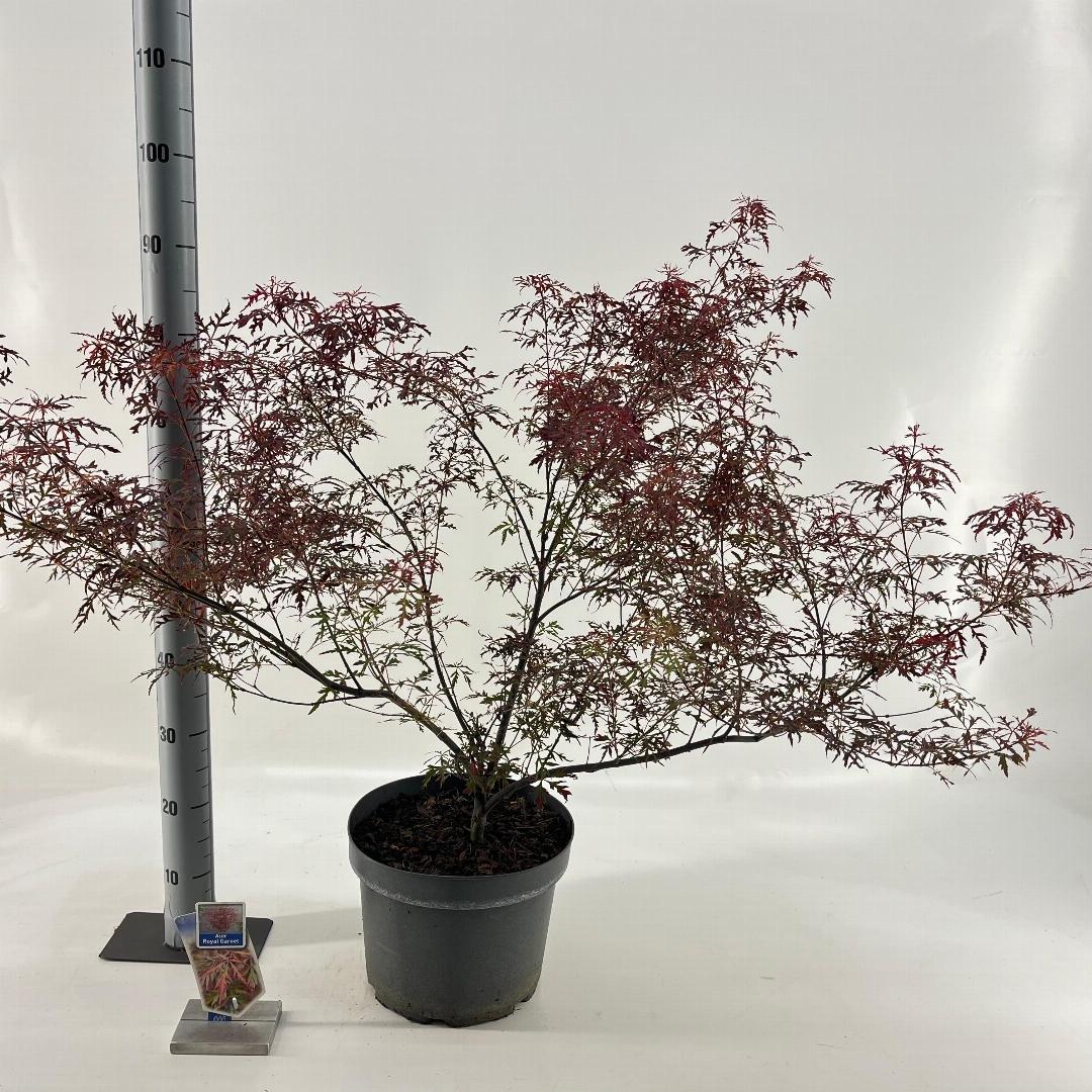 Acer palmatum Royal Garnet 80-100, C10