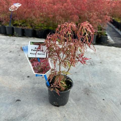 Acer palmatum Royal Garnet 25-30, P10,5