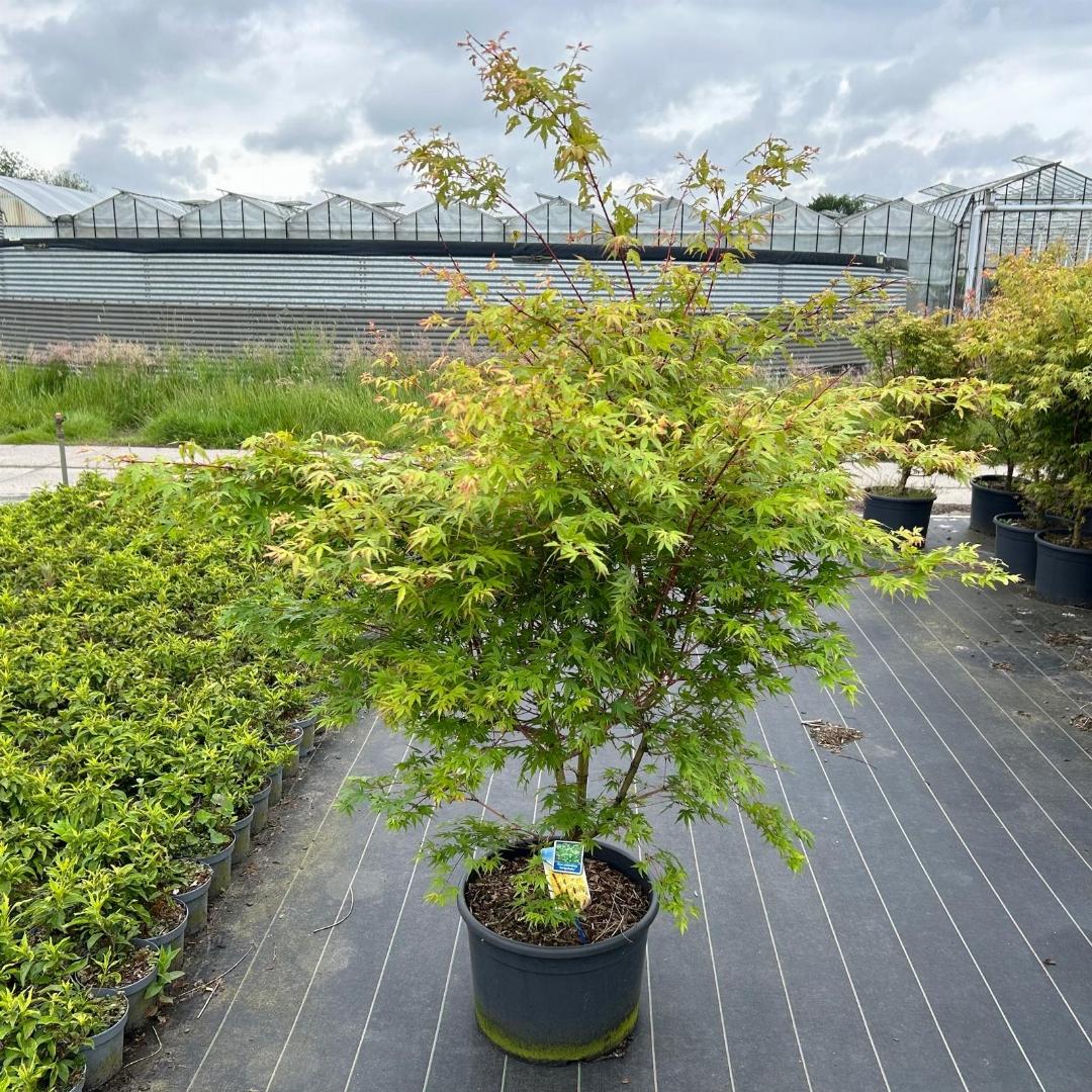 Acer palmatum Sangokaku 100-125, C35