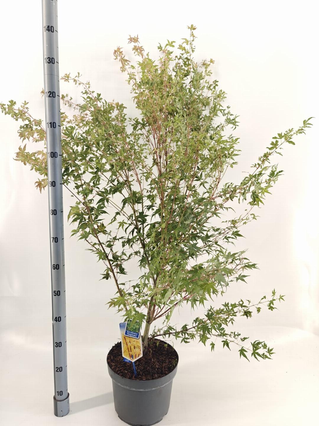 Acer palmatum Sangokaku 60-80, C10