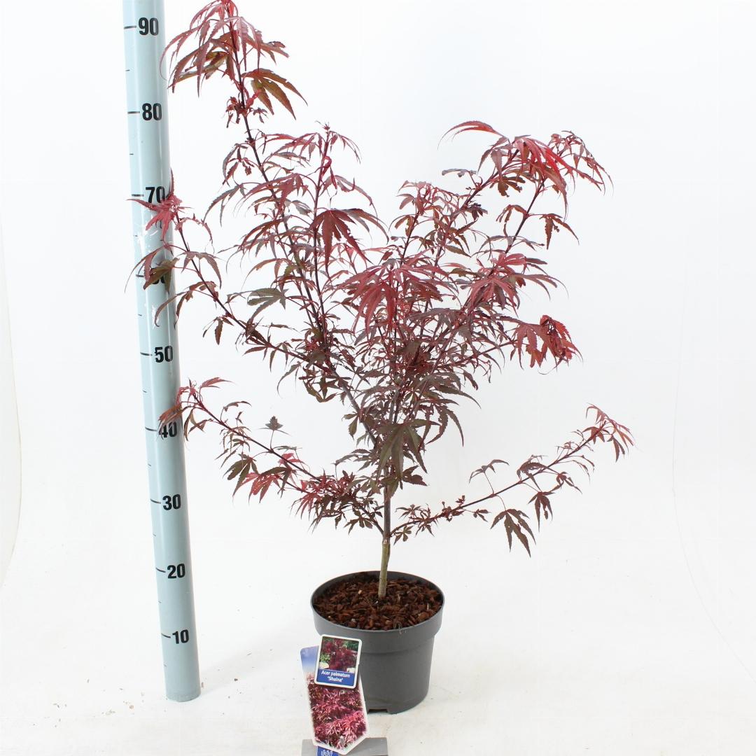 Acer palmatum Shaina 50-60, C3