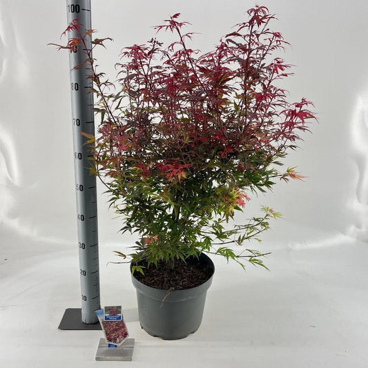 Acer palmatum Shaina 40-50, C10