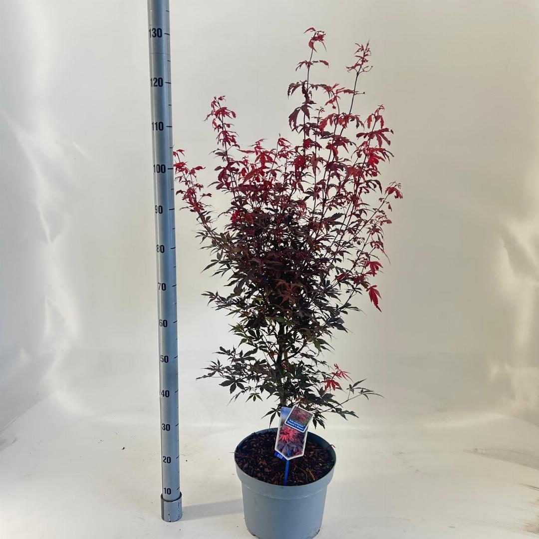 Acer palmatum Skeeters Broom 80-100, C10