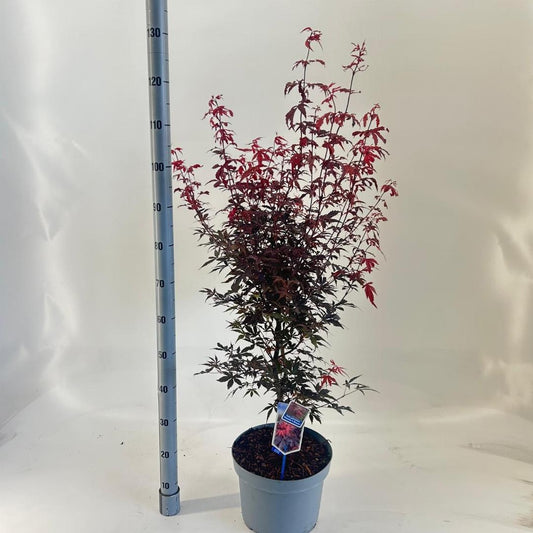 Acer palmatum Skeeters Broom 80-100, C10