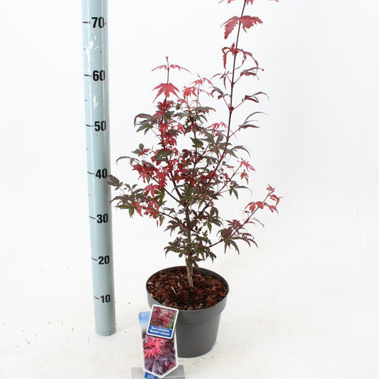 Acer palmatum Skeeters Broom 40-50, C3