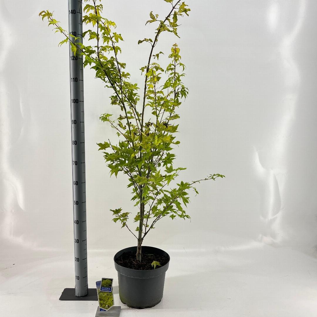Acer palmatum Summer Gold 80-100, C10