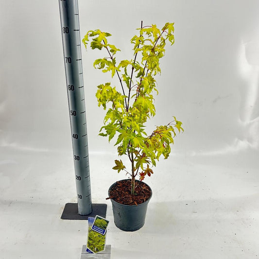 Acer palmatum Summer Gold 40-50, C3