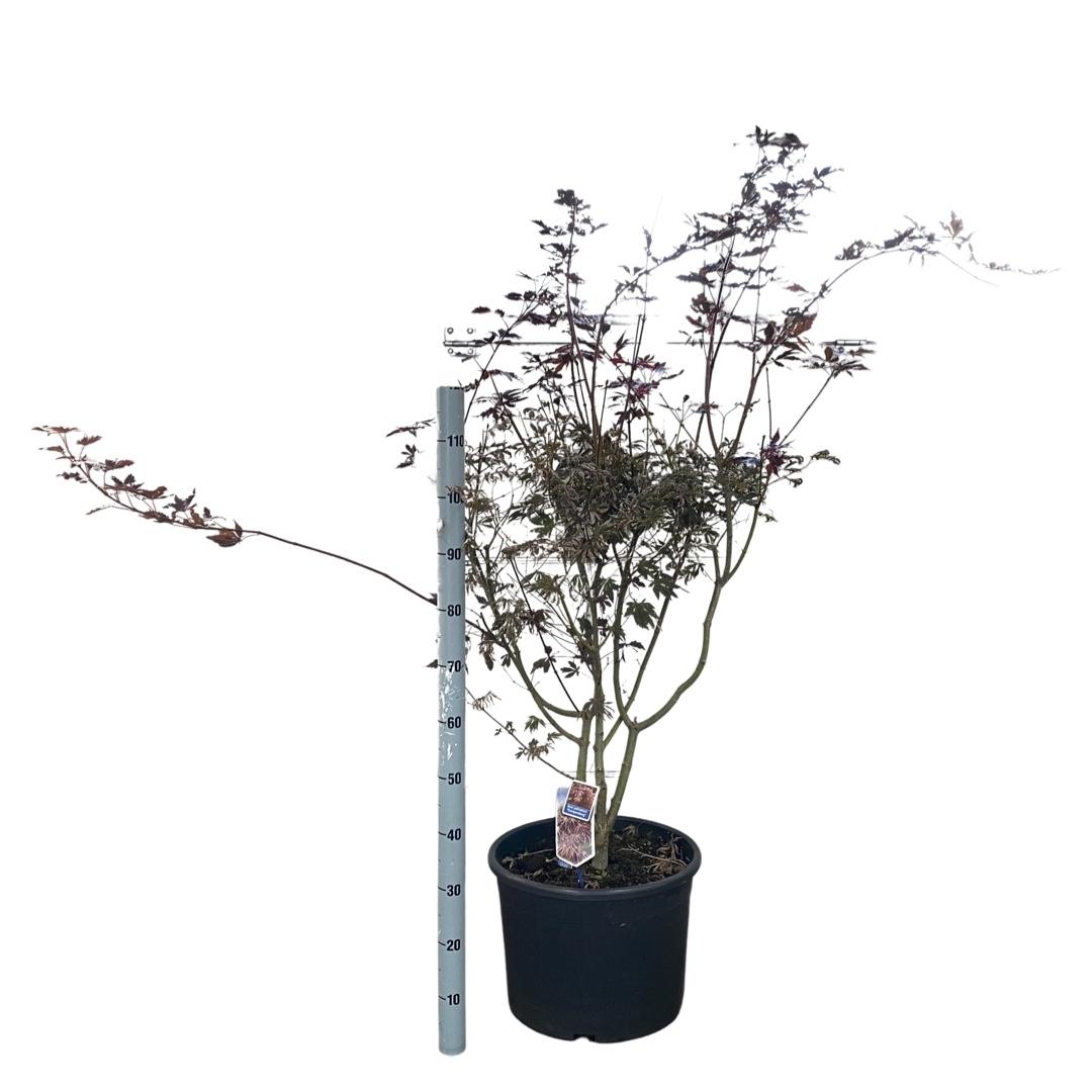Acer palmatum Trompenburg 90-100, C35