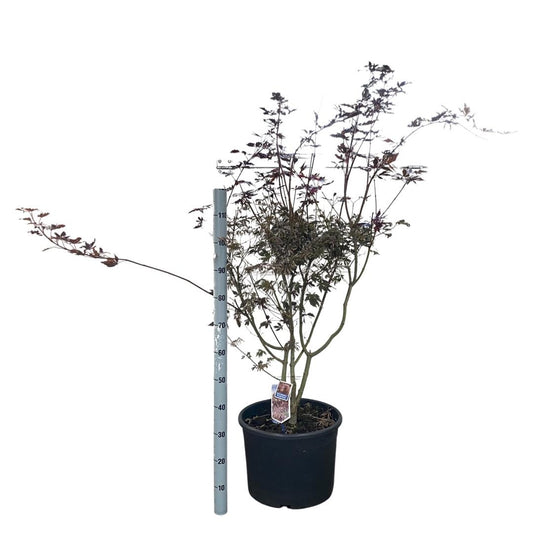 Acer palmatum Trompenburg 90-100, C35