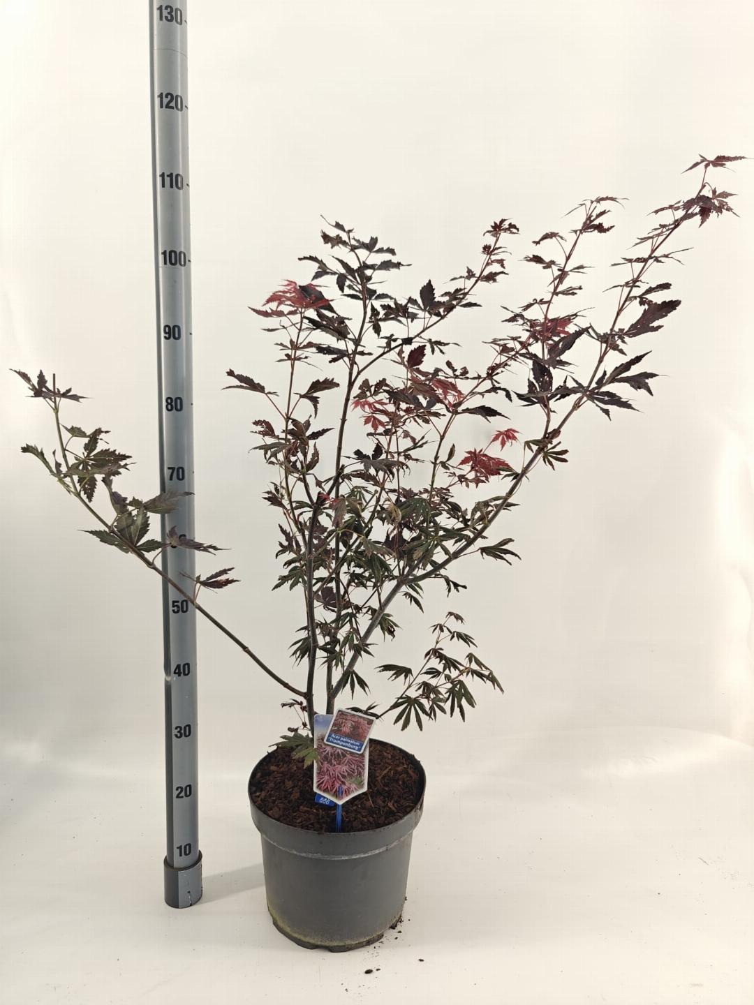 Acer palmatum Trompenburg 60-70, C10
