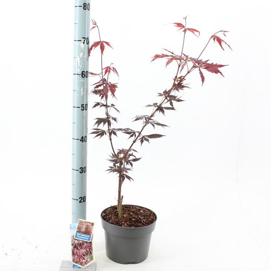 Acer palmatum Trompenburg 60, C3