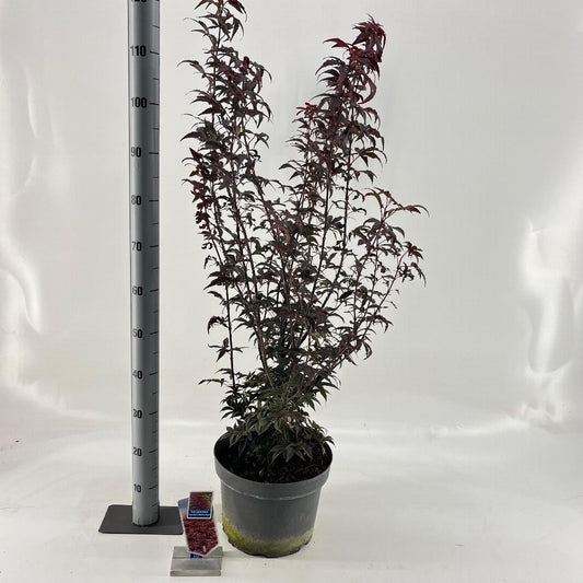 Acer palmatum 'Twombly's Red Sentinel' 80-100, C10
