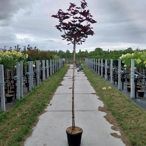 Acer platanoides Crimson Sentry 150, C12, STAM