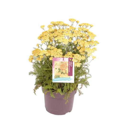 Achillea millefolium Milly Rock Yellow Terracotta P11
