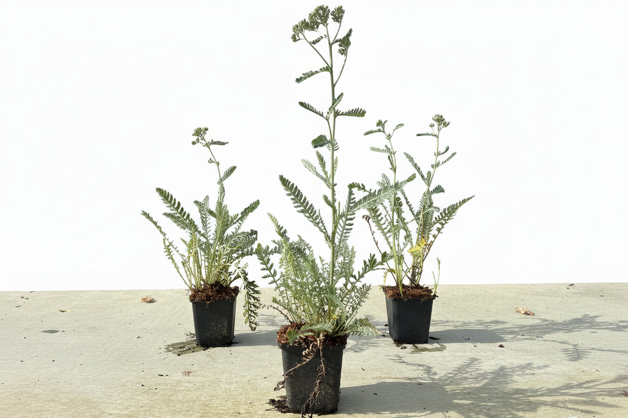 Achillea mil. 'Terracotta' P9