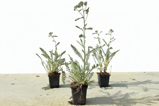 Achillea mil. 'Terracotta' P9