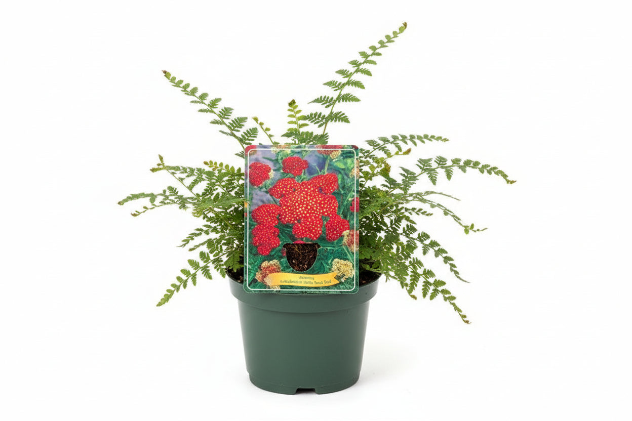 Achillea millefolium - Milly Rock Red p11