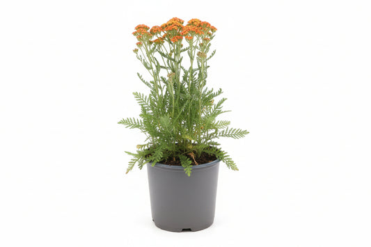 Achillea millefolium - Milly Rock Yellow Terracotta p11