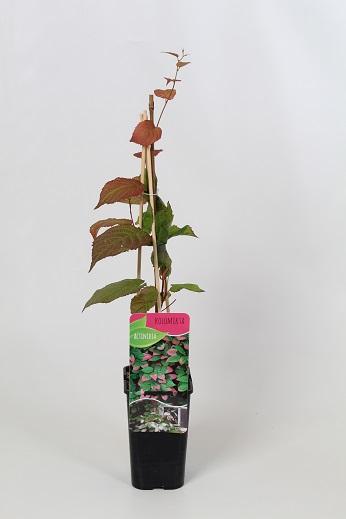Actinidia 'Kolomikta' 60cm, c1,7