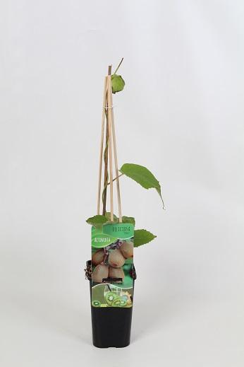 Actinidia deliciosa 'Jenny' 60cm, c1,7