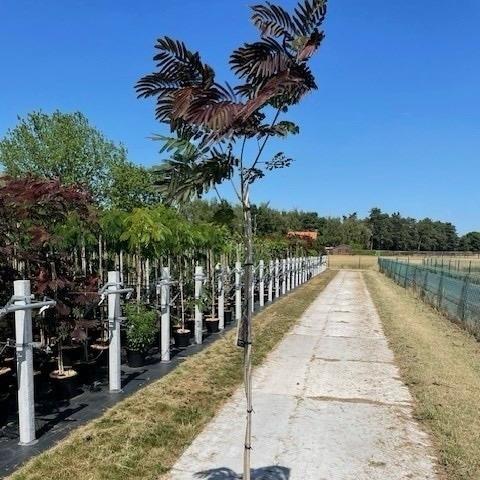 Albizia julibrissin Evi's Pride 175-225, C12, 150STAM