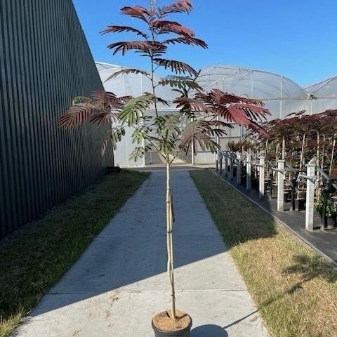 Albizia julibrissin Evi's Pride 175-225, C10, 120STAM