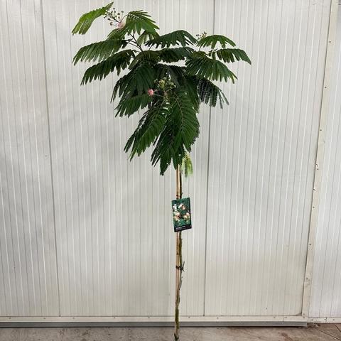 Albizia julibrissin Ombrella 150ST, C15, STAM